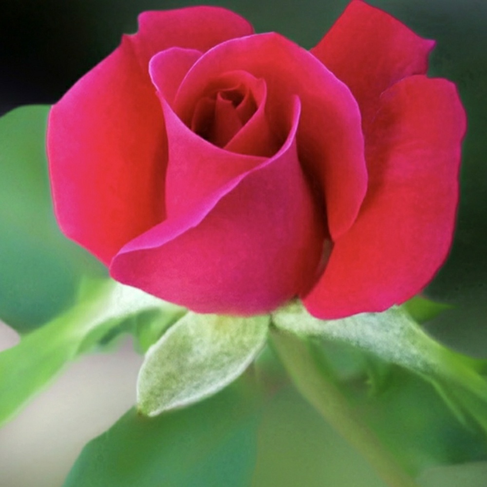 Meet your Posher, Marie